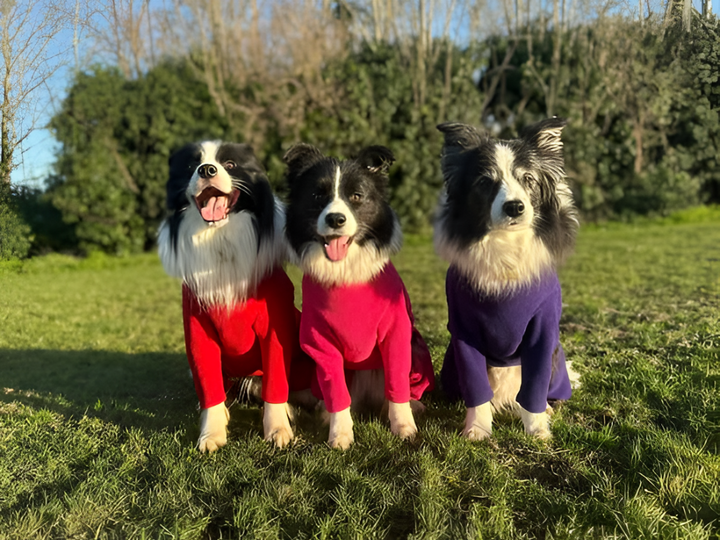 Stylish Pet Clothing for Every Season