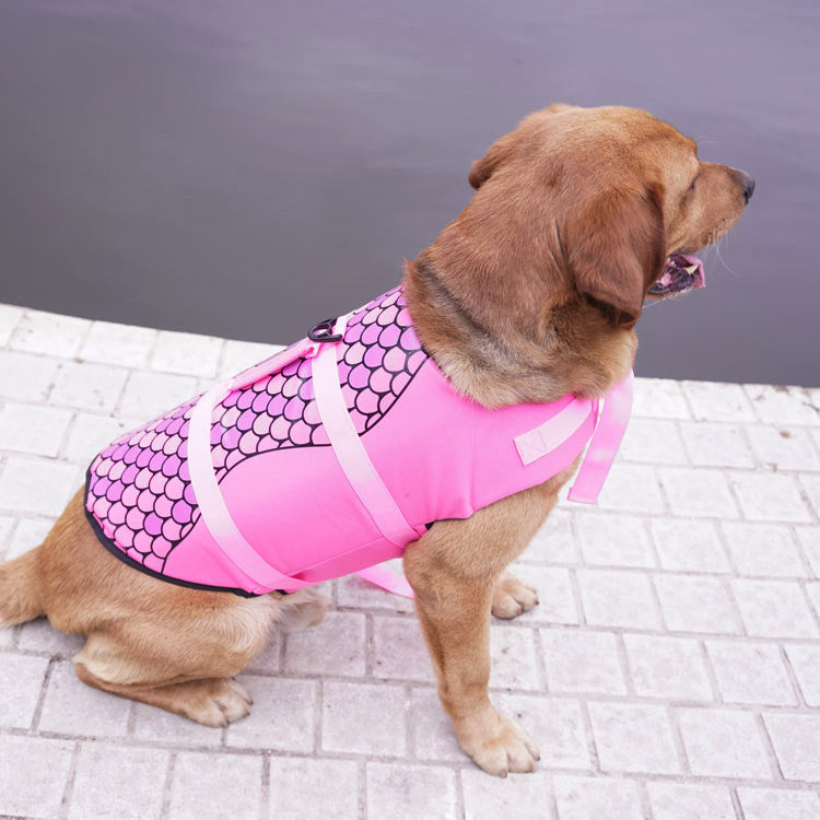 Essential Bathing Supplies And Accessories For Pets