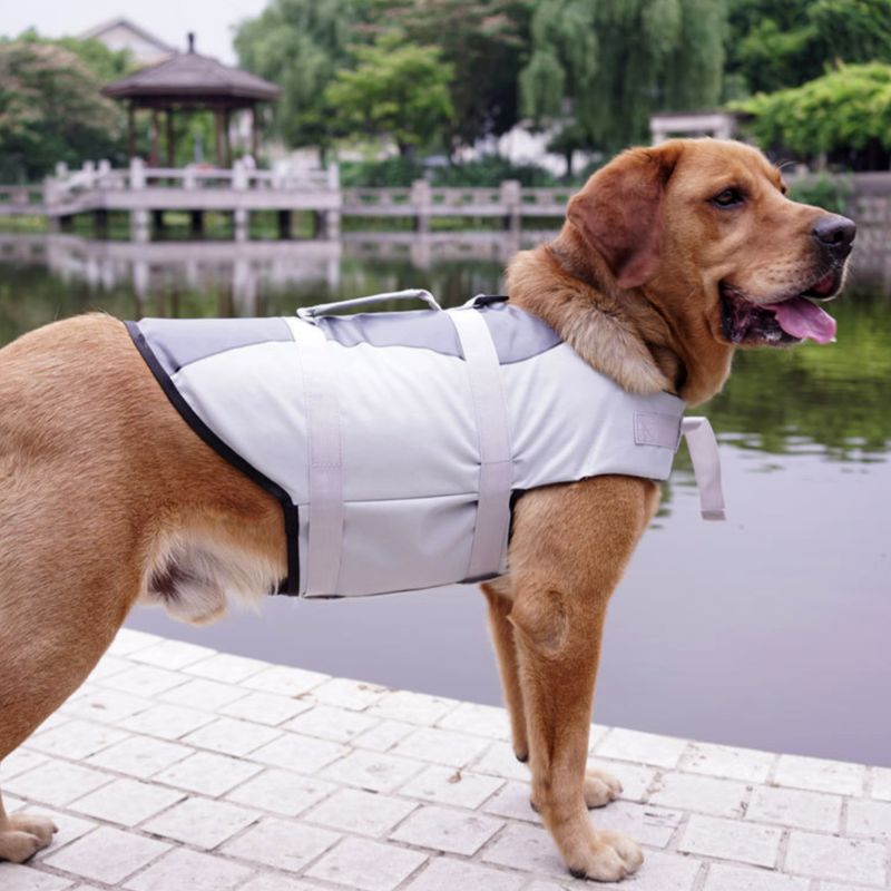 Essential Bathing Supplies And Accessories For Pets