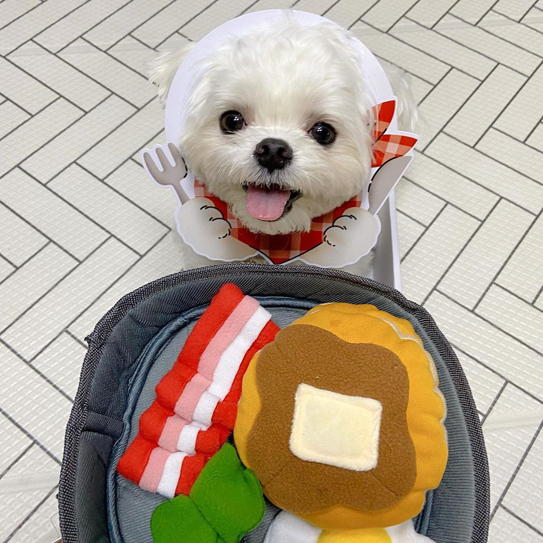 Pet Hide-and-Seek Food Toy