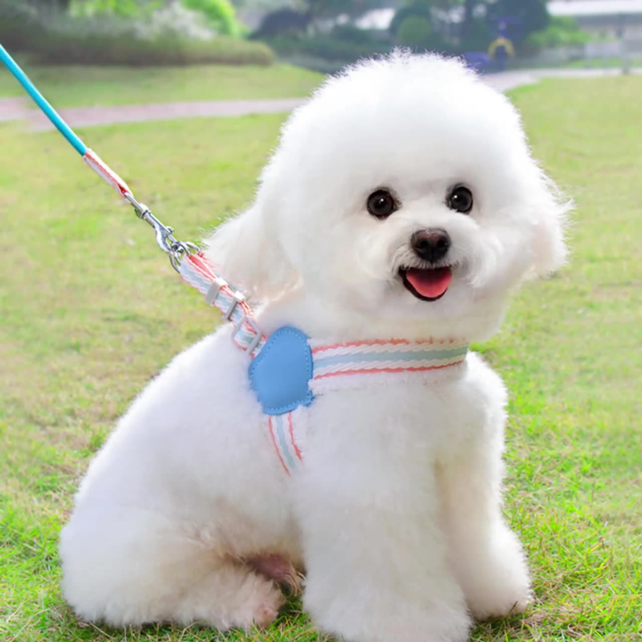 Breathable Summer Pet Harness Leash Small Medium